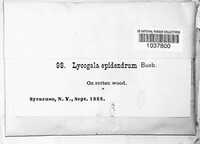Image Associated With the Occurence